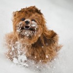 Il cane Chewbecca delle nevi