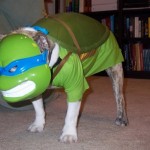 Ecco il cane-ninja, una maschera a 4 zampe